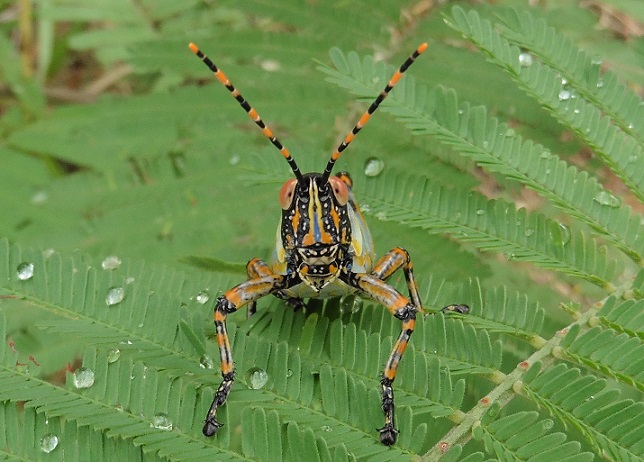 Zonocerus elegans - Sudafrica